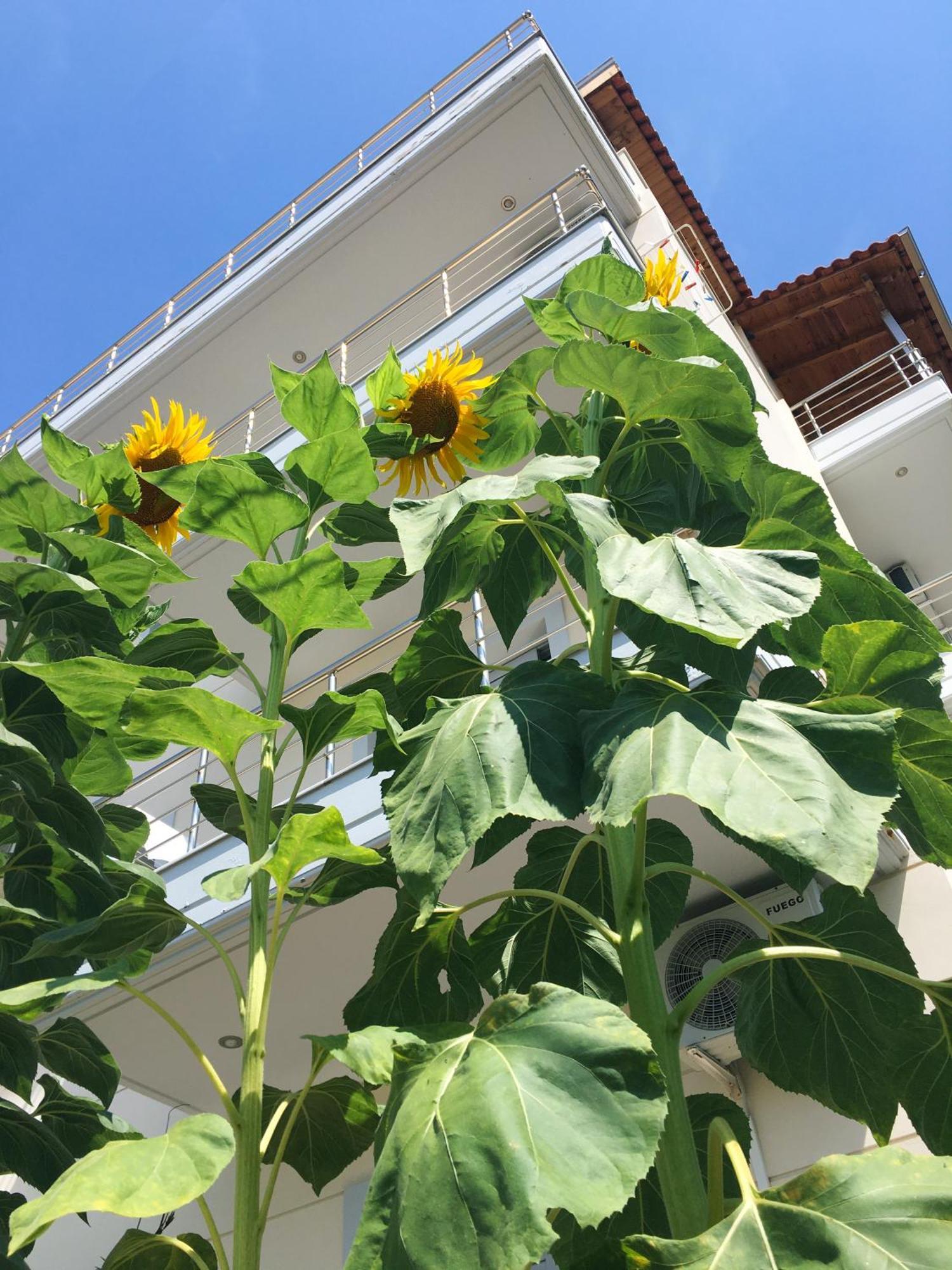 Sunflower Himara Eksteriør billede