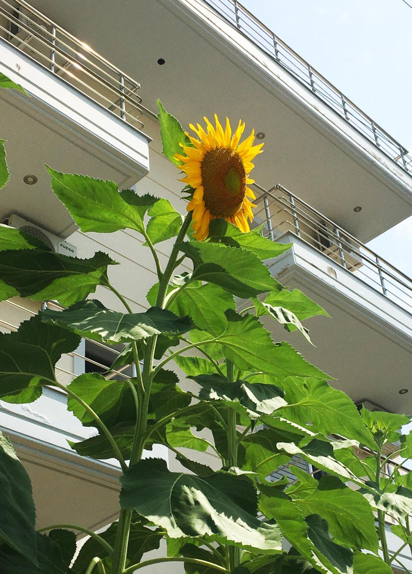 Sunflower Himara Eksteriør billede